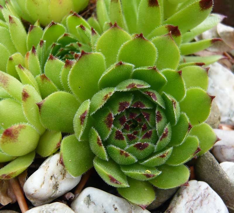 cantabricum