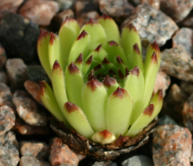 cantabricum ssp. cantabricum from Bulnes