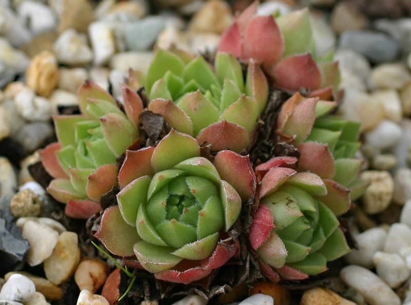 cantabricum ssp. cantabricum from Cuevas del Sil