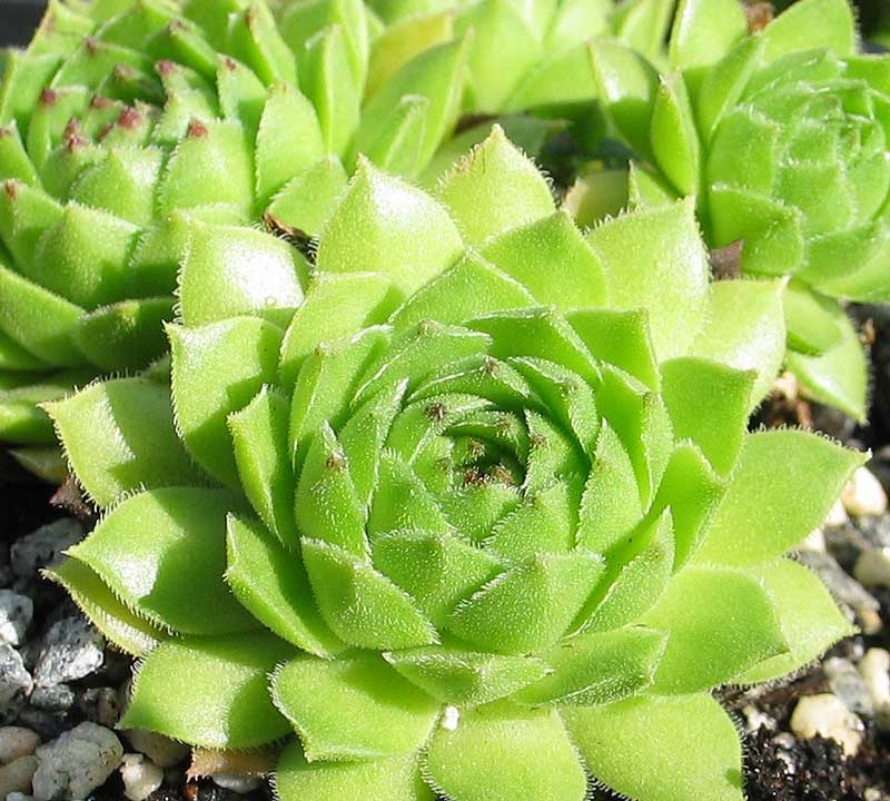 cantabricum ssp. urbionense from Laguna Negra de Urbión