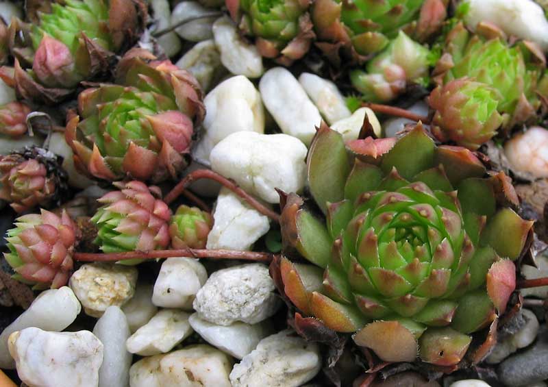 caucasicum