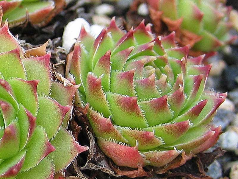 caucasicum from Tscheget