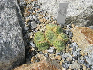 ciliosum from Ali Botusch