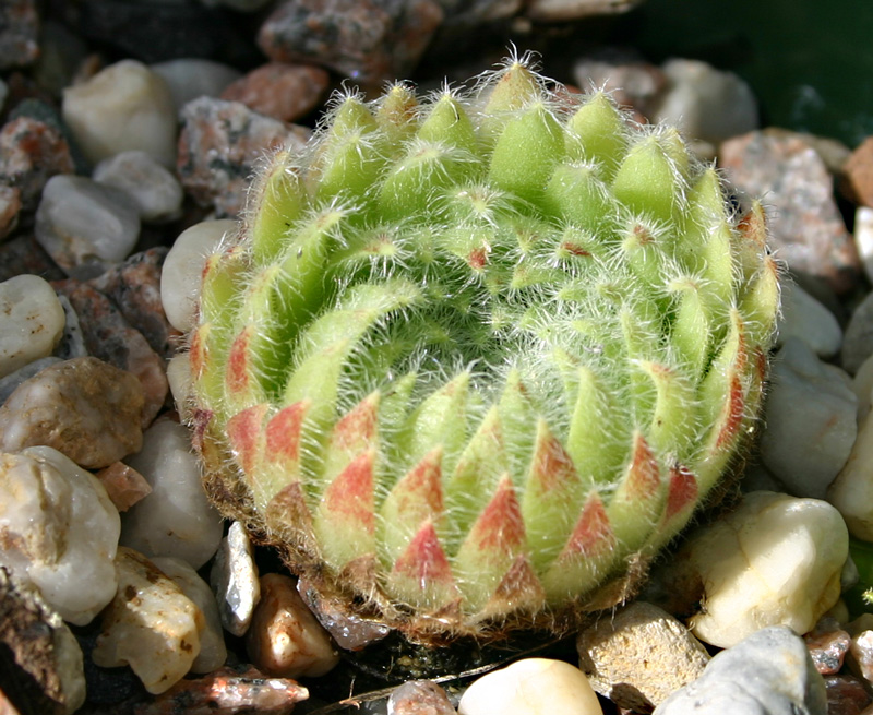ciliosum from Strumska Dolina