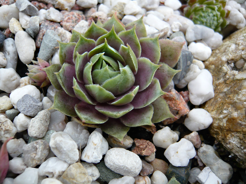 sp. from Epinel