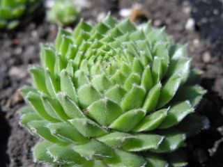 fauconnetii (x fontanae)