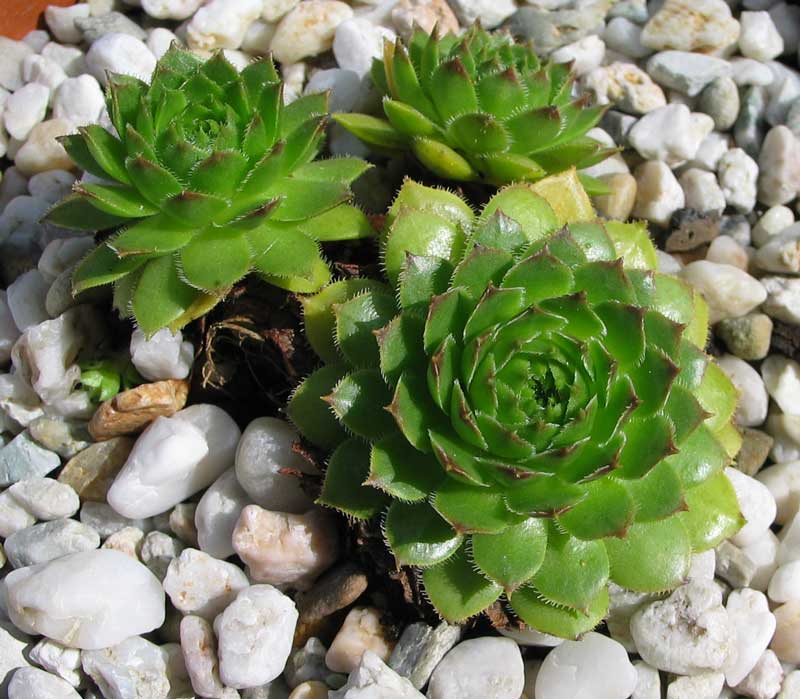 glabrifolium cf. from road Artvin to Verzirkoey