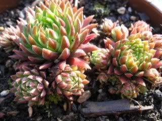 globiferum ssp. hirtum from Col d'Aubisque