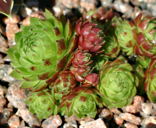 globiferum ssp. hirtum from Falkenstein