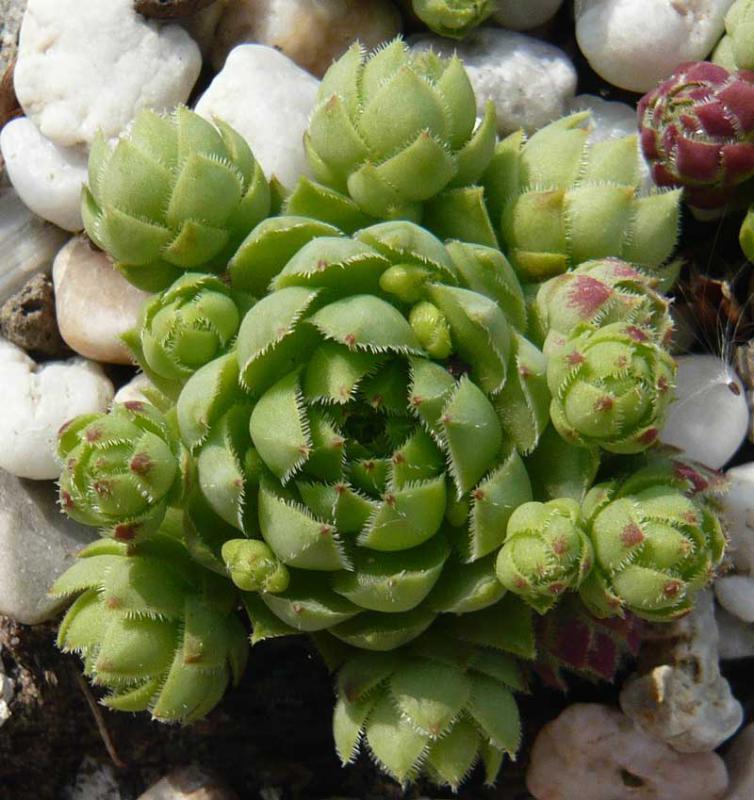 globiferum ssp. hirtum from Vysoke Tatry