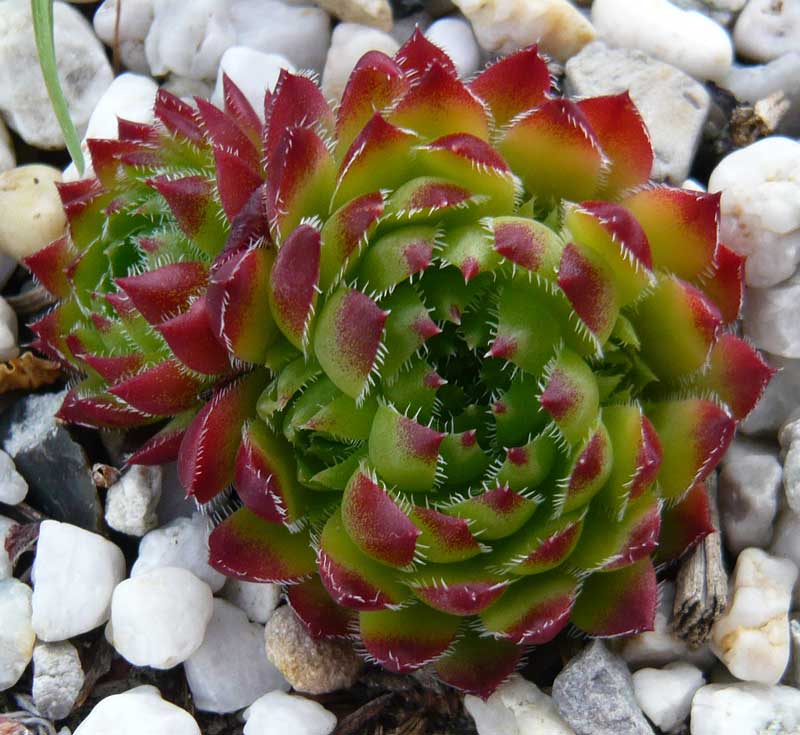 globiferum ssp. hirtum x S. heuffelii Nr. 3