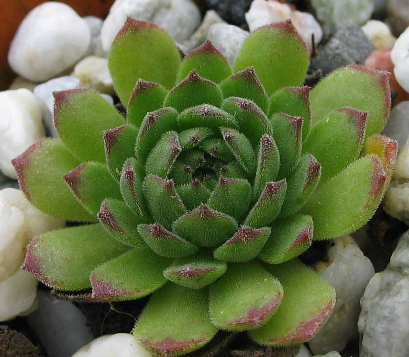 kiusianum