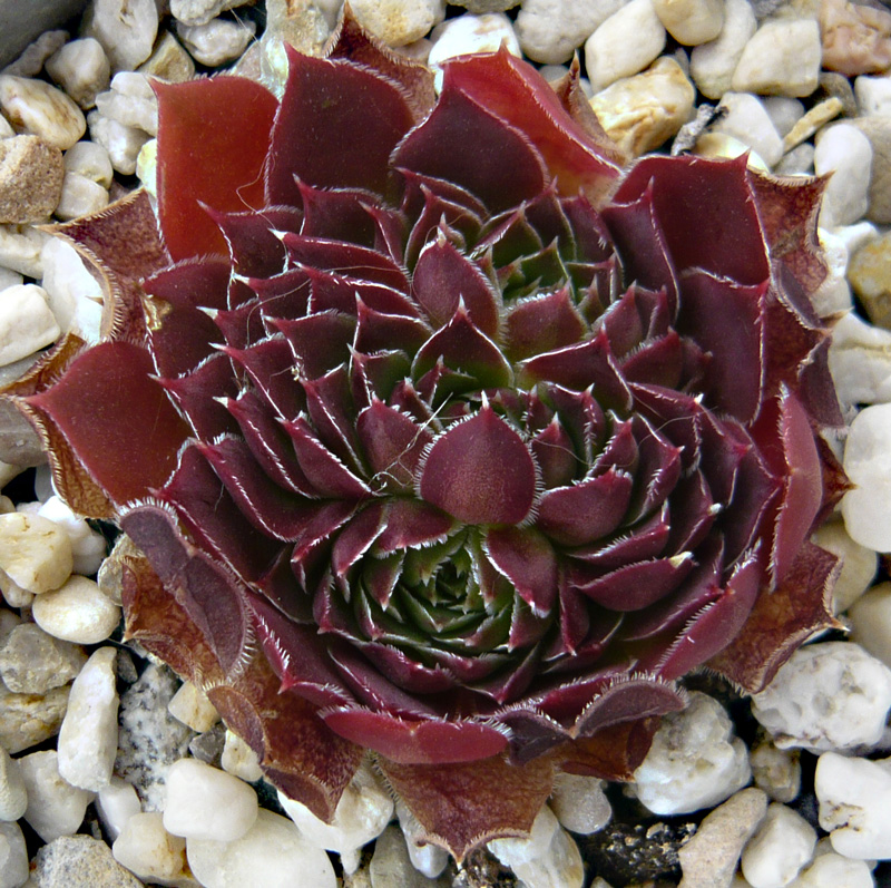 heuffelii from Rujen