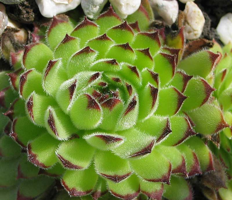 leucanthum from Koprivnik