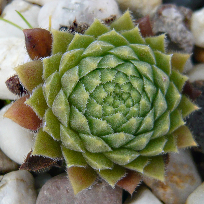 pumilum from Kasbek