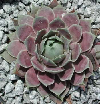 sp. from Epinel