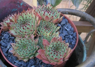 calcareum from Céüse (Typ nanus) 2