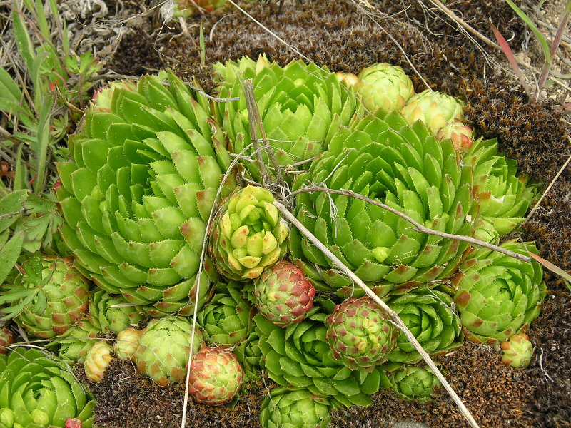 globiferum ssp. globiferum from Andělská hora