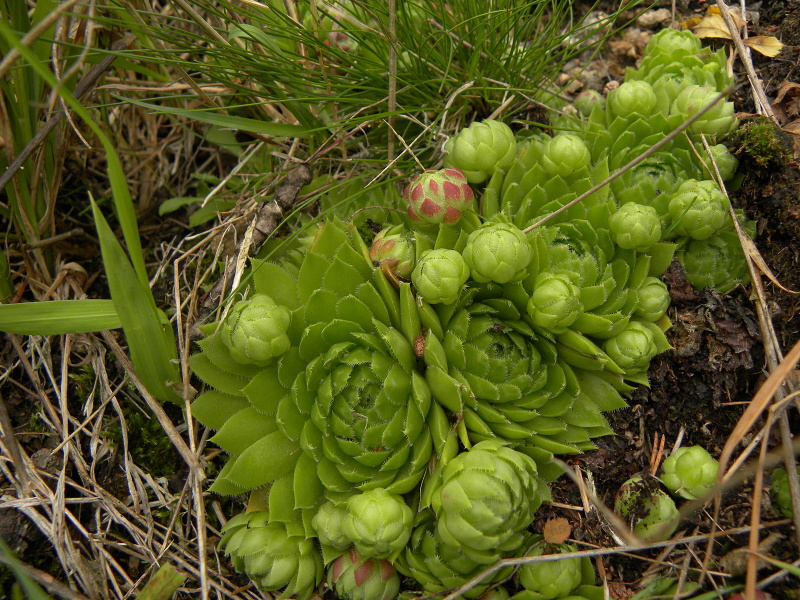 globiferum ssp. globiferum from Bečov nad Teplou, Zlatý vrch