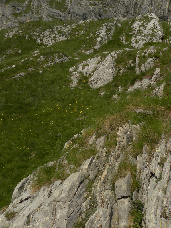 marmoreum from Mliječni do