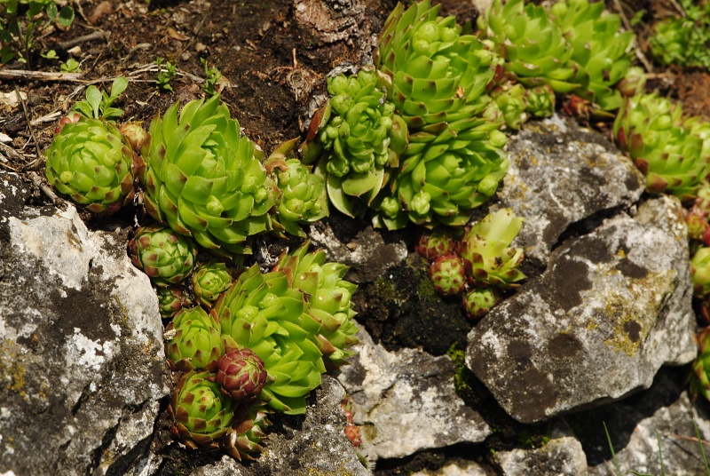 globiferum ssp. globiferum from Srbsko, oberhalb