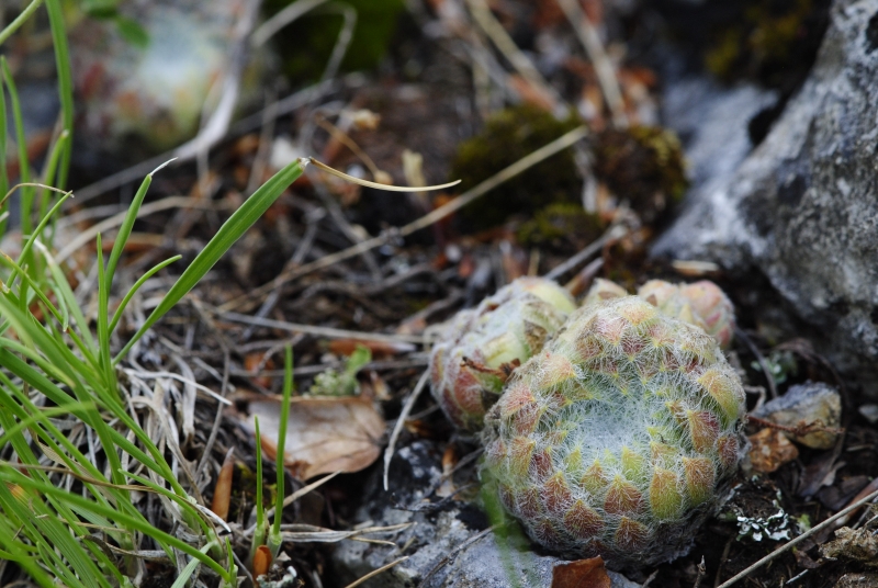 ciliosum from Lipova Livada, ü. d. Straße