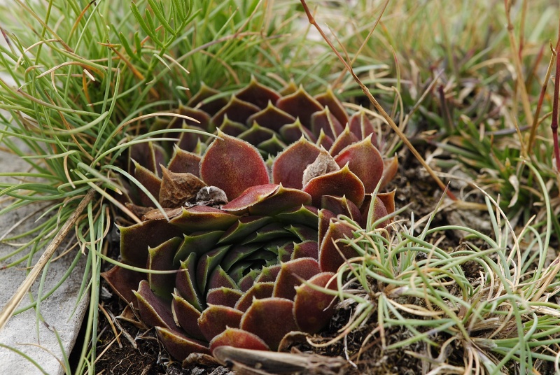 heuffelii from Smrdlivi virovi, Gipfel