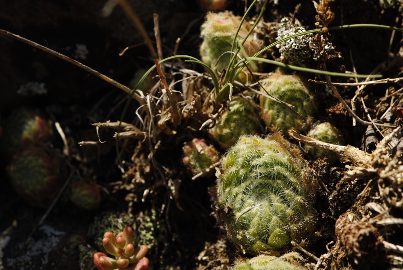 ciliosum from Rila, O, Krasto
