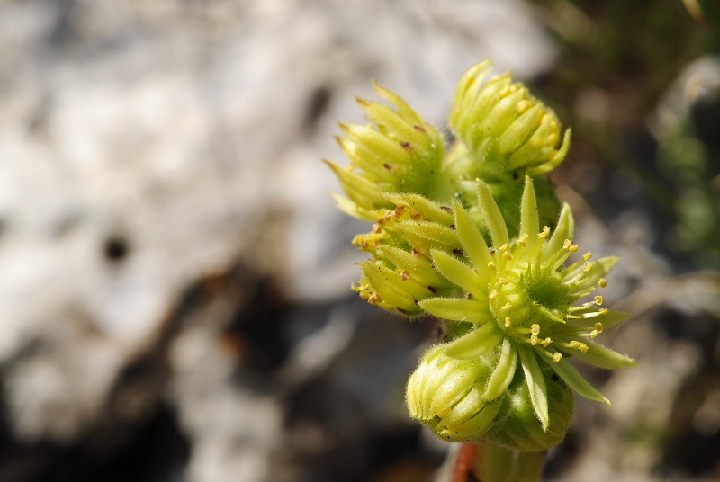 ciliosum ssp. ciliosum (galicicum) from Tepeno, Tafel