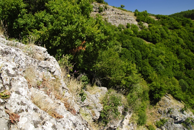 heuffelii from Garvanec