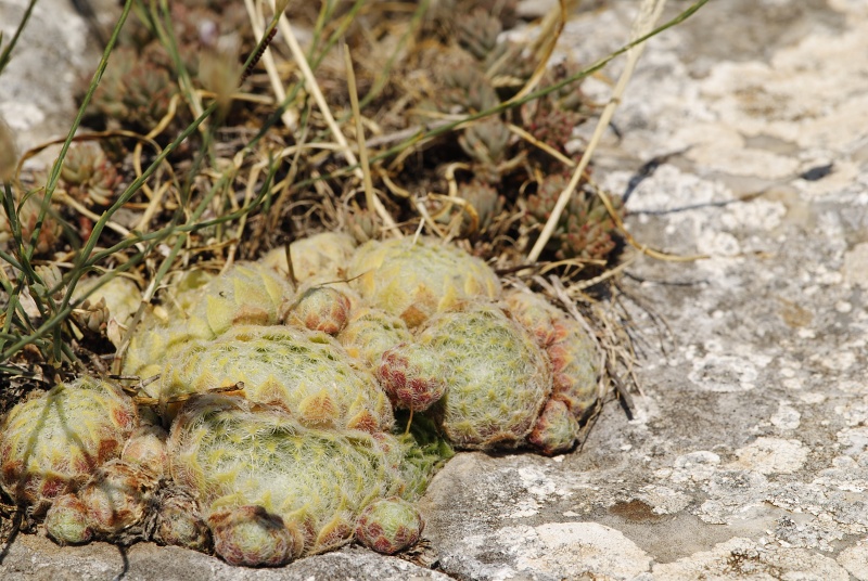 klepa from Gorno Čičevo, NW