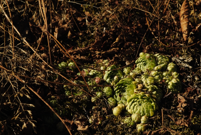 globiferum ssp. globiferum from Svatá