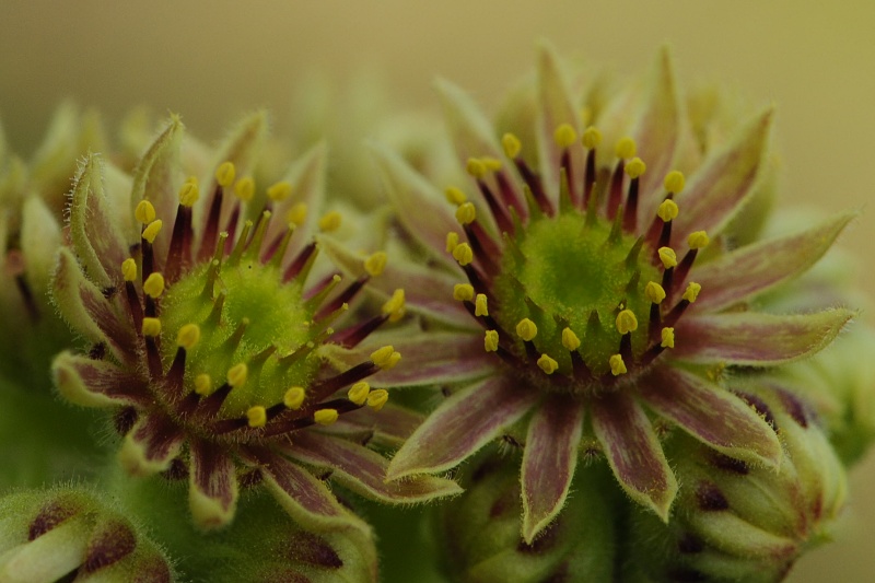 ciliosum x S. marmoreum from Lipova Livada (ü. d. Straße)