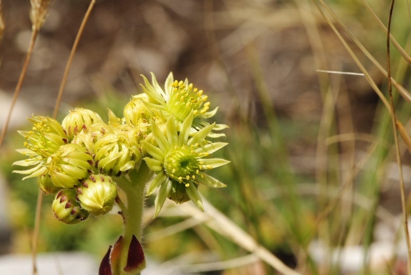 ciliosum ssp. ciliosum (galicicum) from Tepeno, Tafel