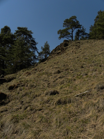 pittonii from Gulsen