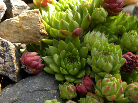 globiferum ssp. hirtum (preissianum) from Veľká skala