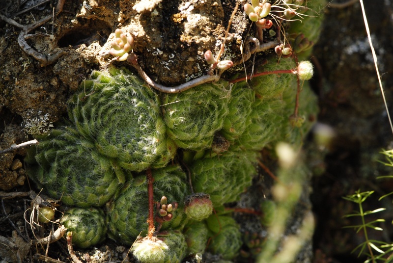 ciliosum from Rila, O, Krasto