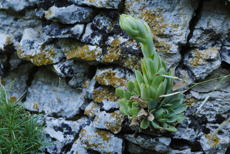 heuffelii from Prohodna
