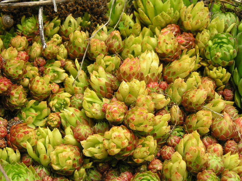 globiferum ssp. globiferum from Andělská hora