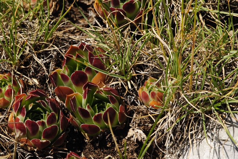 heuffelii from Tepeno, Tafel