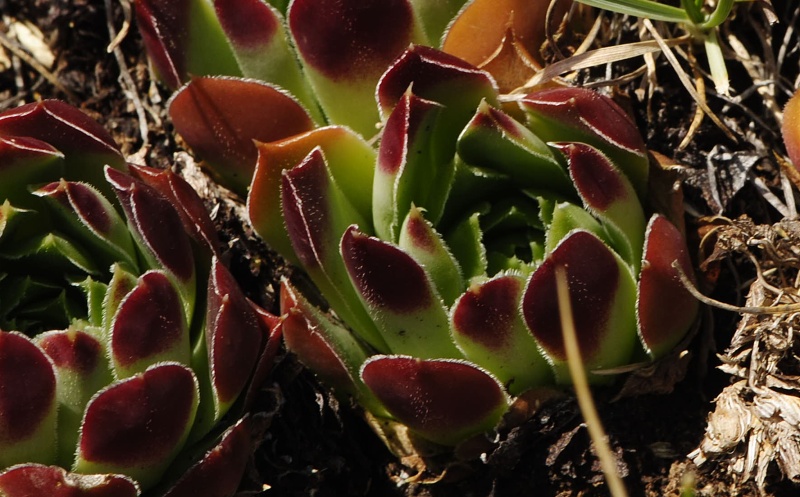heuffelii from Tepeno, Tafel