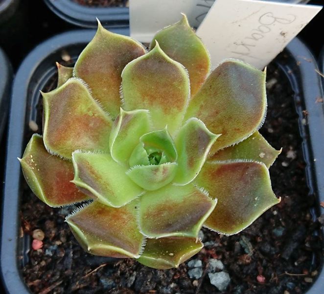 Baartolomea / Jovi