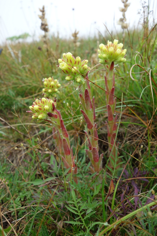 heuffelii from Pliješ Mt