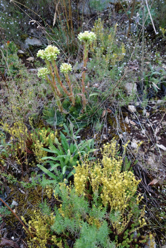 heuffelii from Pivska planina