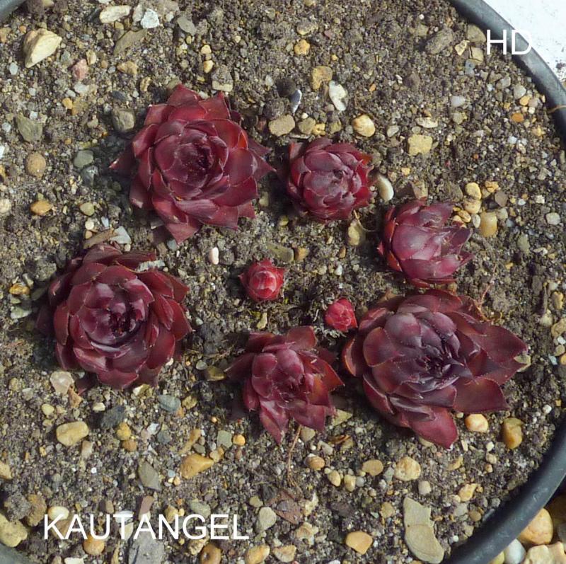 Kautangel