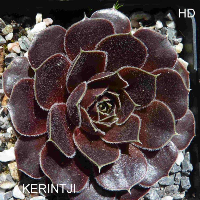 Kerintji / Jovi