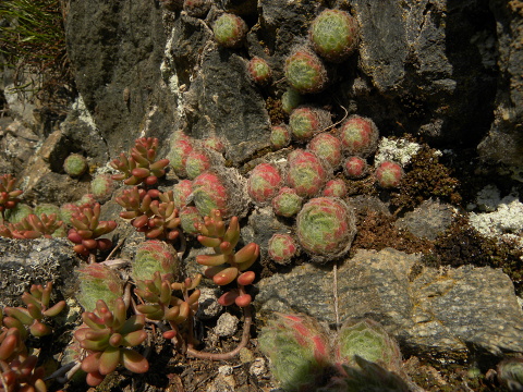 ciliosum ssp. ciliosum (borisii) from Kokalyane