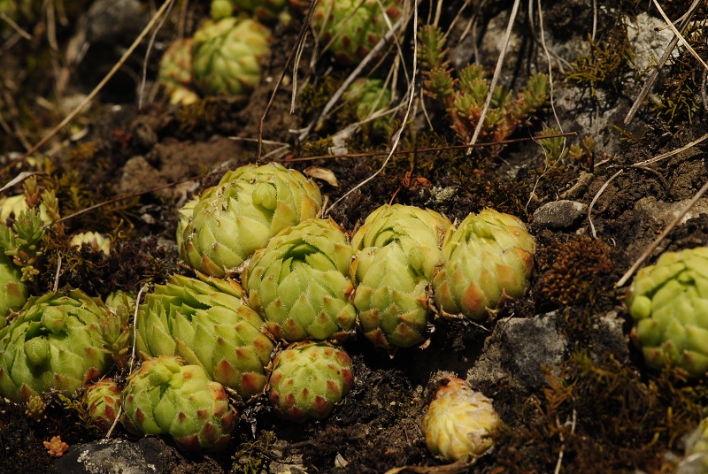 globiferum ssp. globiferum from road Srbsko - Karlštejn