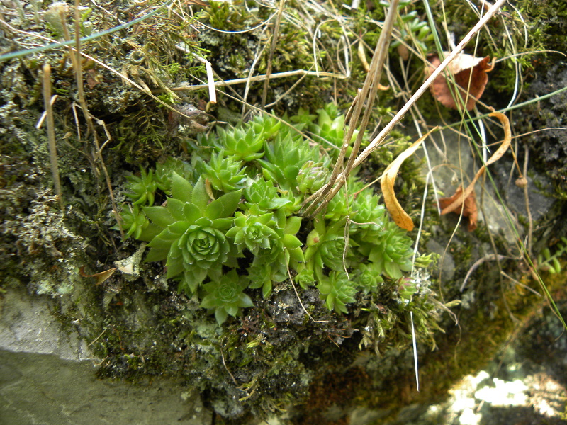 globiferum ssp. globiferum from Balcarka