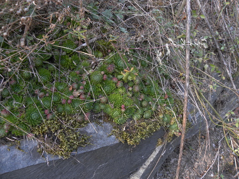 globiferum ssp. globiferum from Libštejn